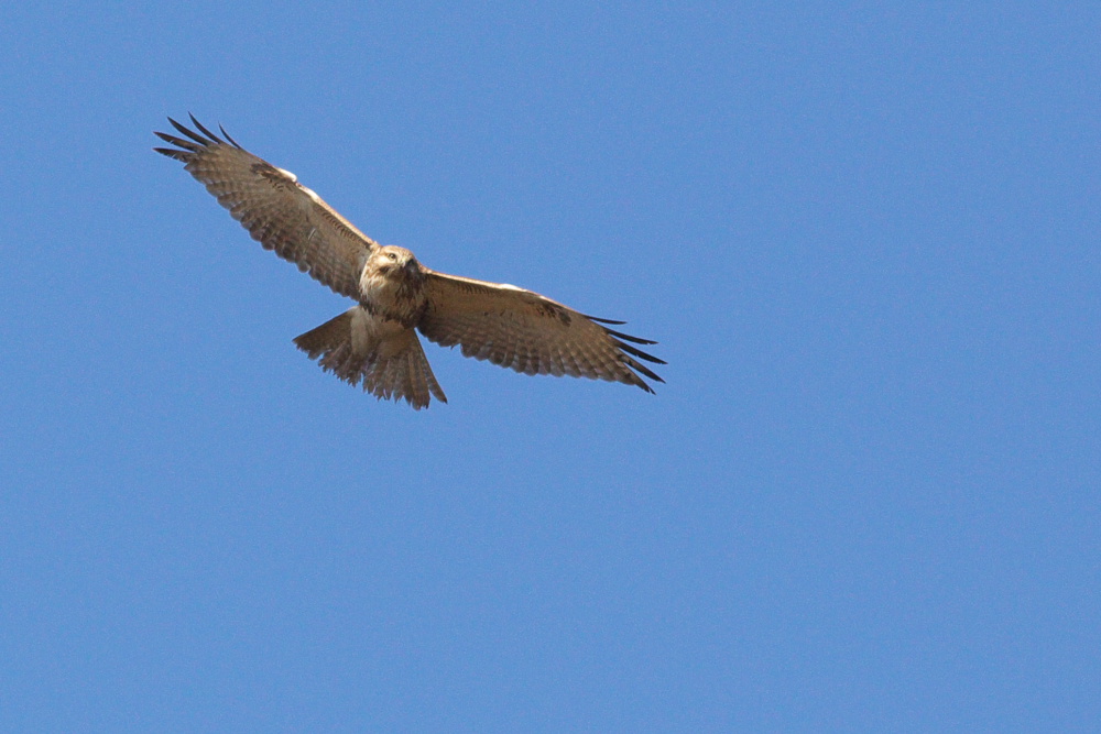 a0083081_164366.jpg