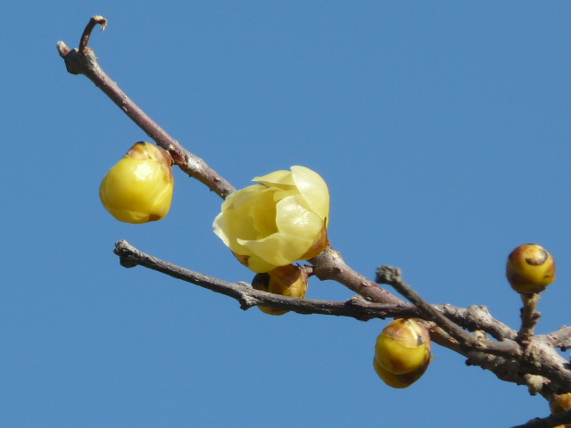 e0145782_14452516.jpg