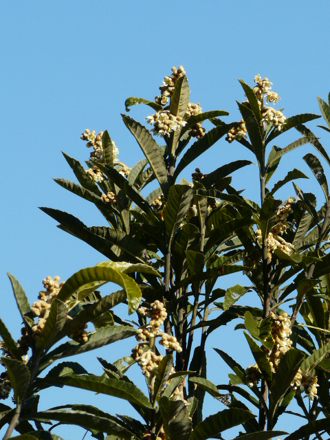 e0145782_14455128.jpg
