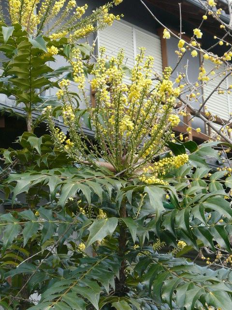 e0145782_14461429.jpg