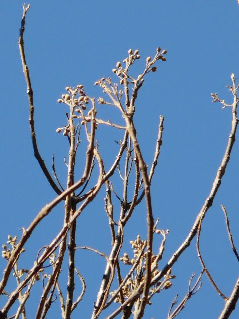 e0145782_14465856.jpg