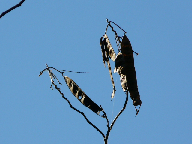 e0145782_14474829.jpg