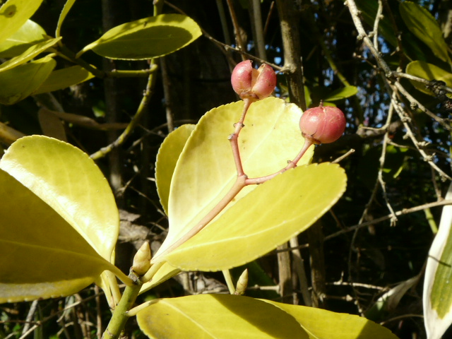 e0145782_144979.jpg