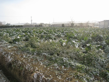 c0134734_124183.jpg