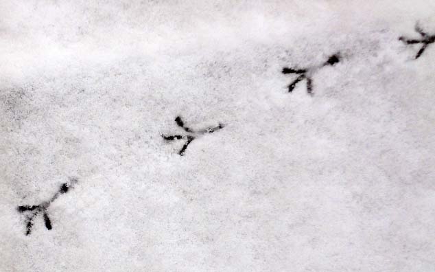 c0184737_21274282.jpg