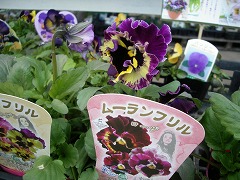 c0190010_20424915.jpg