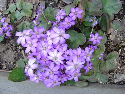 f0205733_15202525.jpg