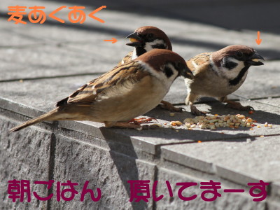 b0158061_2140486.jpg
