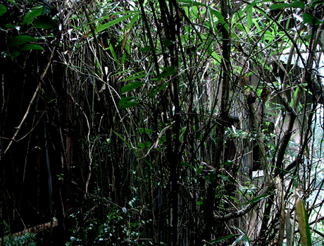e0103408_1075889.jpg