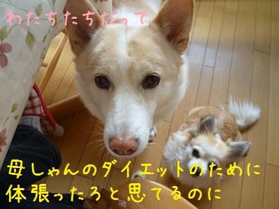 b0138430_20281129.jpg
