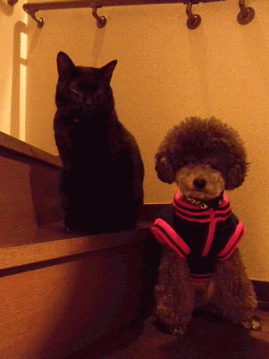 c0136736_18115362.gif