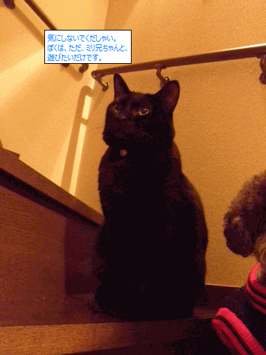 c0136736_1824555.gif