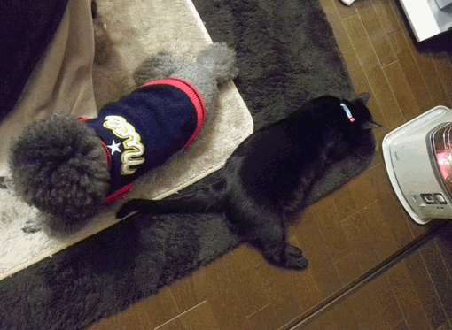 c0136736_1825139.gif