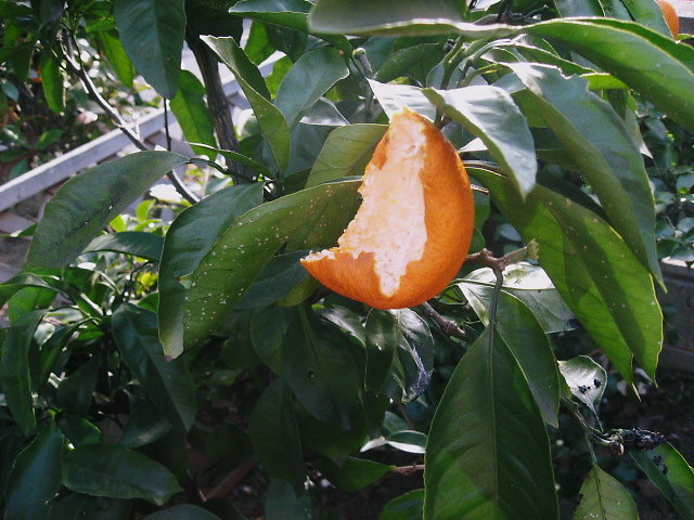 a0149240_838493.jpg
