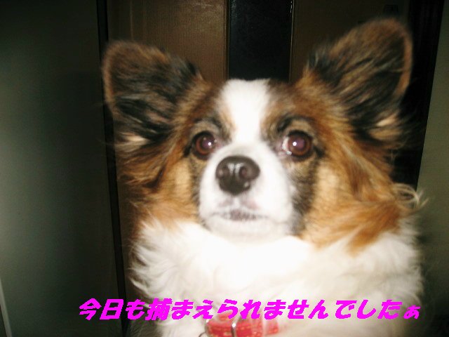 a0149240_8392776.jpg