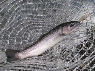 f0065341_18203557.jpg