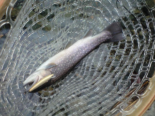 f0065341_1833511.jpg