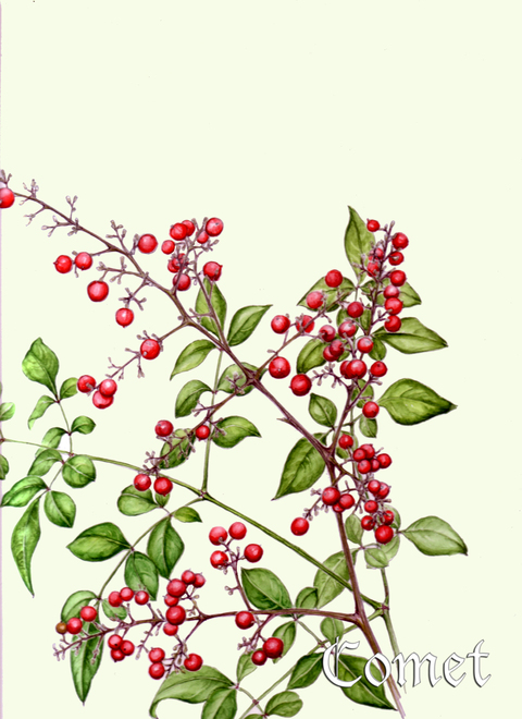 c0206645_1425765.jpg