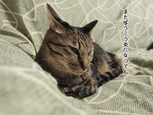 f0116546_2326555.gif