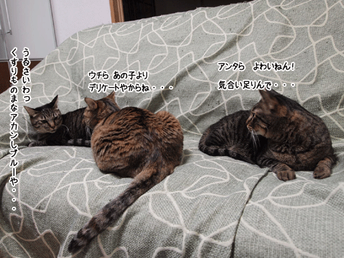 f0116546_23362490.gif