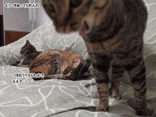 f0116546_23373632.gif