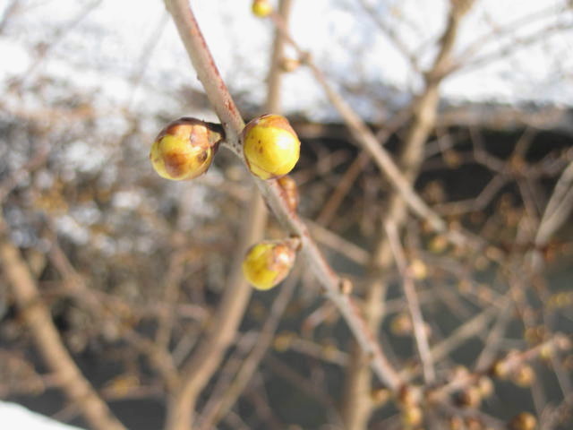 a0183257_234044100.jpg