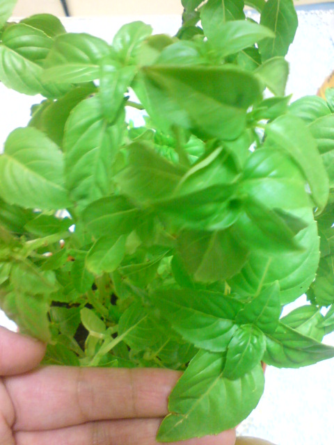 f0096569_7235238.jpg