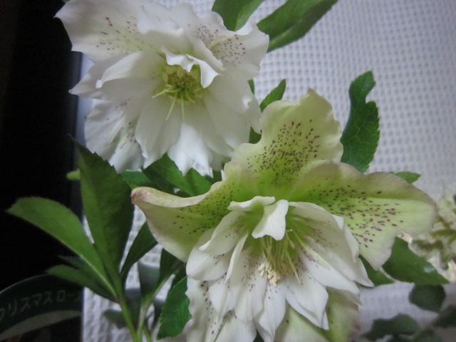 c0202870_10204244.jpg