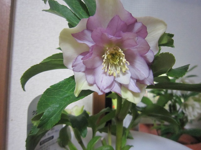 c0202870_10255063.jpg