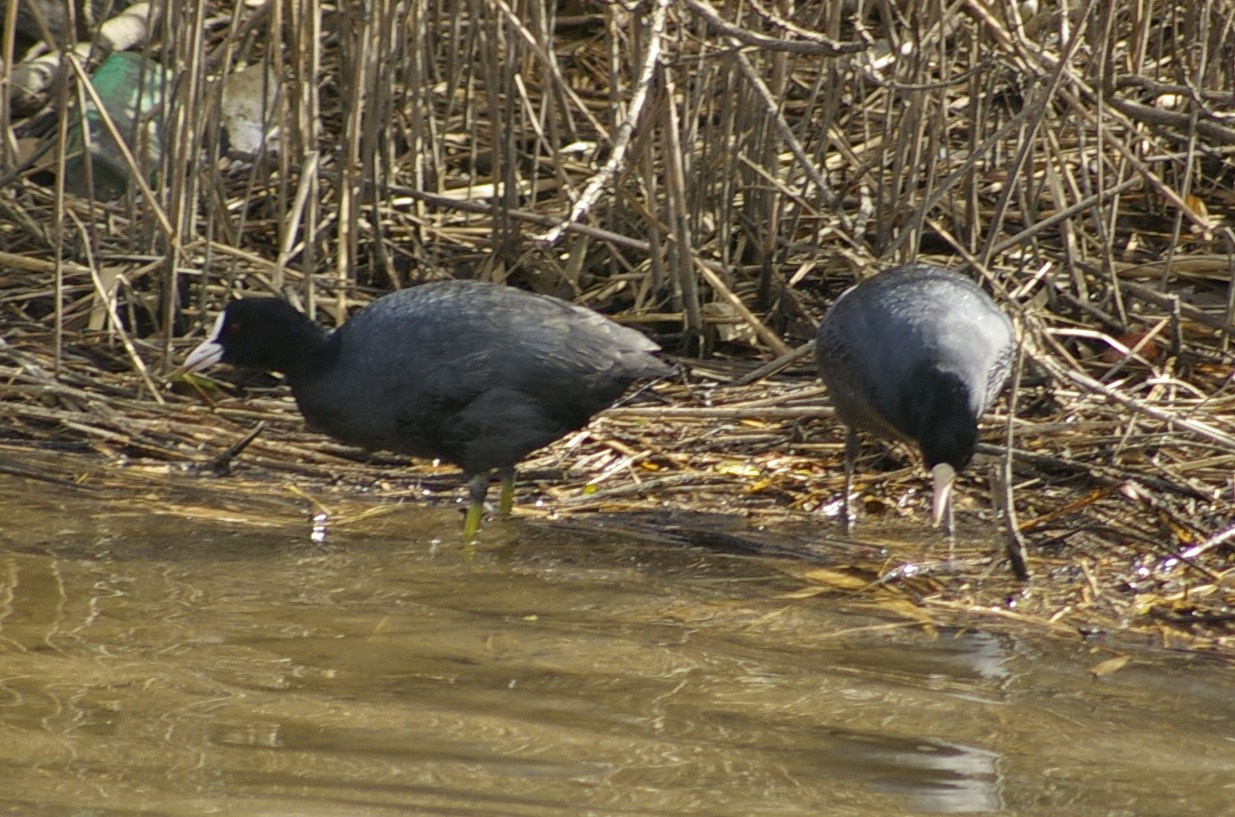 e0197884_17425789.jpg