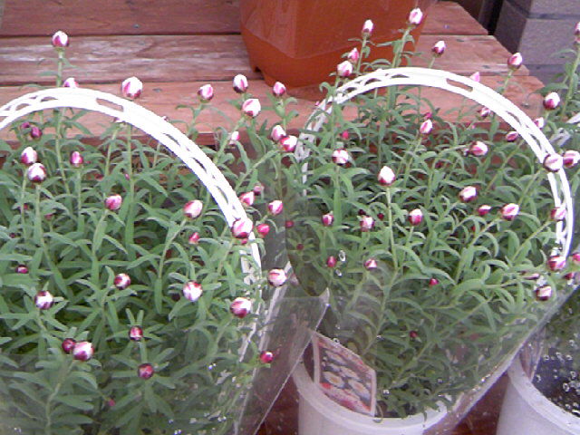 a0152665_16181380.jpg