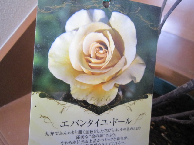 c0202870_8421887.jpg