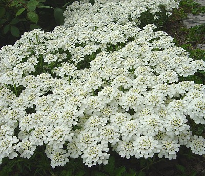 f0205733_20275935.jpg