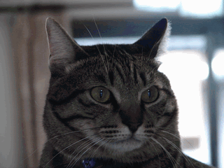 c0136736_1312213.gif