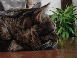 c0136736_13171262.gif