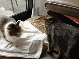 c0136736_13225217.gif