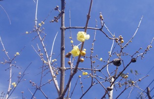 a0130960_20515865.jpg