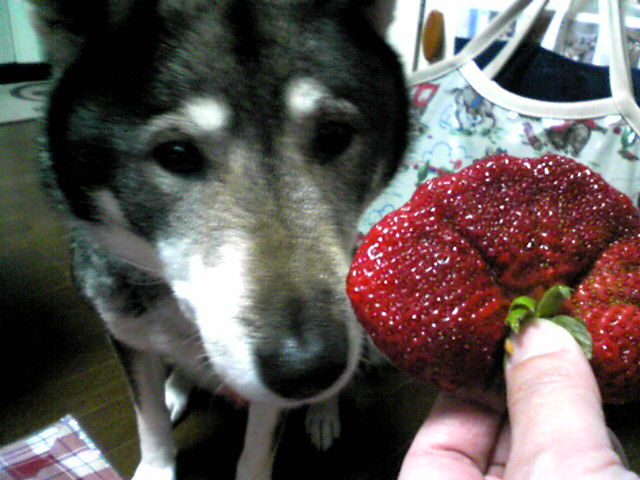 f0079202_1730249.jpg