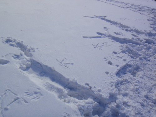 c0179351_19165646.jpg