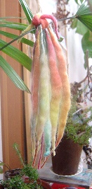 c0057781_108203.jpg