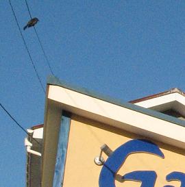 e0130185_11284891.jpg