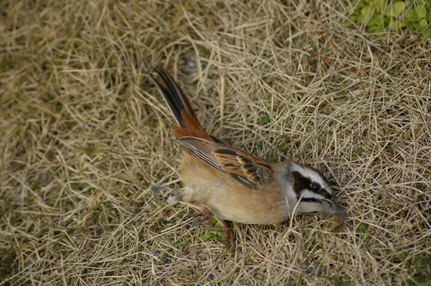e0197884_20424036.jpg