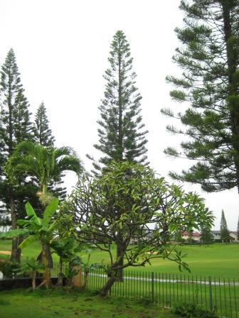 c0169390_204742.jpg