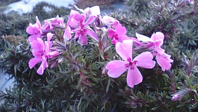 f0231709_19412840.jpg