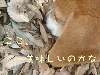 c0086746_18103357.jpg