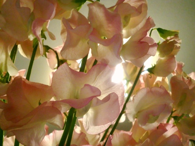 b0119969_1773429.jpg