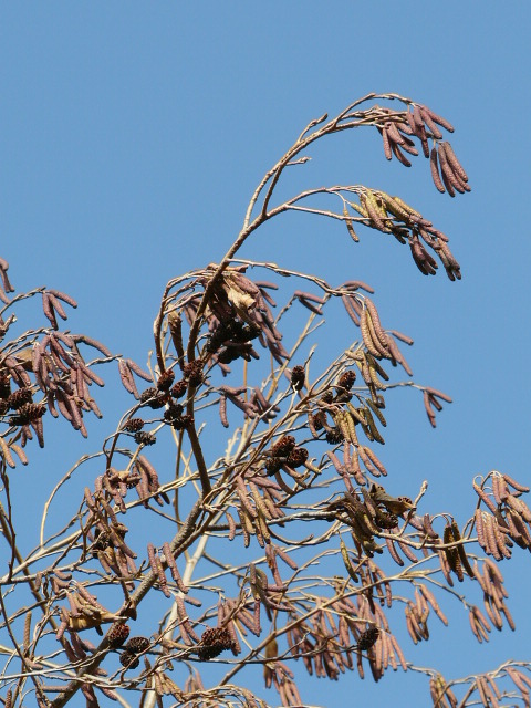 e0145782_7303810.jpg