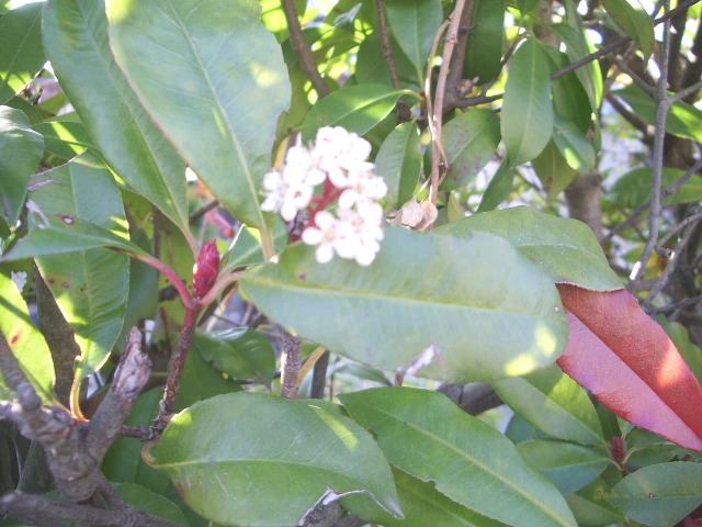 e0025300_16453123.jpg