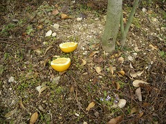c0190010_21282819.jpg