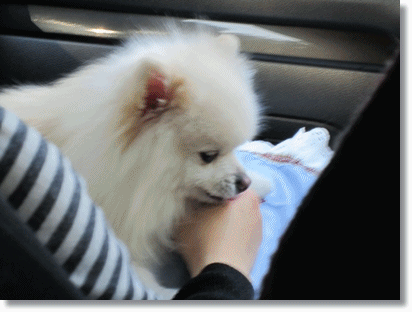 b0167519_958770.gif